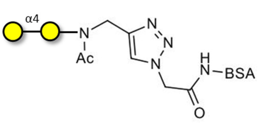 α1-4 galactobiose grafted on BSA (Linker-BSA B)