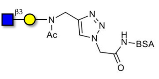 GlcNAcβ1-3Gal grafted on BSA (Linker-BSA B)