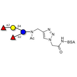 2',2-Difucosyllactose grafted on BSA (Linker-BSA B)