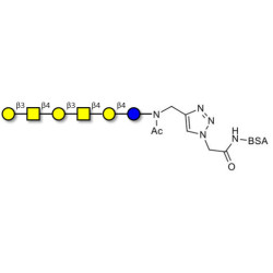 GalGalNAc-asialo GM1 Ganglioside oligosaccharide grafted on BSA (Linker-BSA B)
