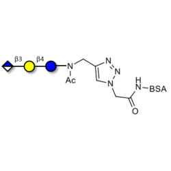 Glucuronyl-lactose grafted on BSA (Linker-BSA B)