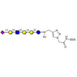 Stage-Specific Embryonic Antigen-4 (SSEA-4) hexaose analogue type 1 grafted on BSA (Linker-BSA B)