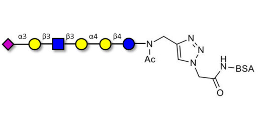 Stage-Specific Embryonic Antigen-4 (SSEA-4) hexaose analogue type 1 grafted on BSA (Linker-BSA B) - SSEA-4 hexaose analogue type 1