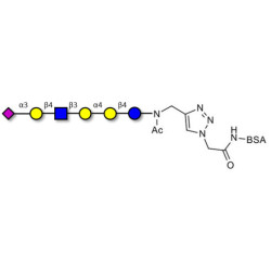 Stage-Specific Embryonic Antigen-4 (SSEA-4) hexaose analogue type 2 grafted on BSA (Linker-BSA B)