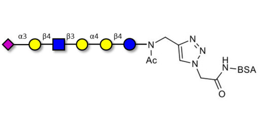 Stage-Specific Embryonic Antigen-4 (SSEA-4) hexaose analogue type 2 grafted on BSA (Linker-BSA B) - SSEA-4 hexaose analogue type 2