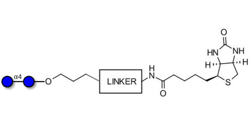 Maltose DP2 linked to biotin with cleavable linker (Linker-CLBT A) - Maltooligosaccharide DP2