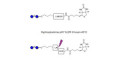 Maltose DP2 linked to biotin with cleavable linker (Linker-CLBT A) - Maltooligosaccharide DP2