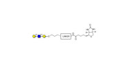 Core type 1 triose linked...
