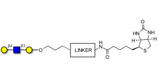 Core type 2 triose linked to biotin with cleavable linker (Linker-CLBT A)