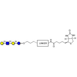 Lacto-N-tetraose (LNT) linked to biotin with cleavable linker (Linker-CLBT A)
