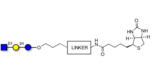 Lacto-N-Triose (LNT2) linked to biotin with cleavable linker (Linker-CLBT A) - LNT2; LNTII