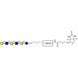 Para-Lacto-N-hexaose 2 (Para-LNH2) linked to biotin with cleavable linker (Linker-CLBT A)