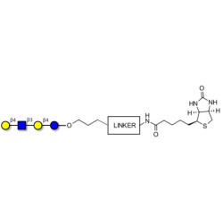 Lacto-N-neotetraose (LNnT / neo-LNT) linked to biotin with cleavable linker (Linker-CLBT A)