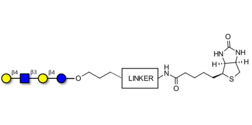 Lacto-N-neotetraose (LNnT / neo-LNT) linked to biotin with cleavable linker (Linker-CLBT A)