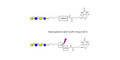 Lacto-N-neotetraose (LNnT / neo-LNT) linked to biotin with cleavable linker (Linker-CLBT A)