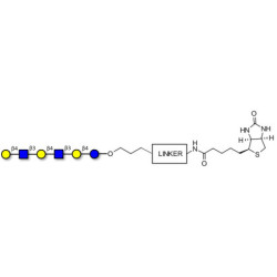 Para-Lacto-N-neohexaose (Para-LNnH) linked to biotin with cleavable linker (Linker-CLBT A)