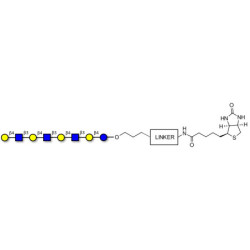 Lacto-N-neooctaose (LNnO) linked to biotin with cleavable linker (Linker-CLBT A)