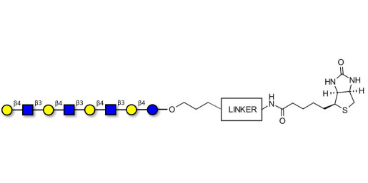 Lacto-N-neooctaose (LNnO) linked to biotin with cleavable linker (Linker-CLBT A)