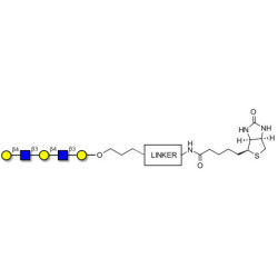 Galacto-N-neopentaose linked to biotin with cleavable linker (Linker-CLBT A)