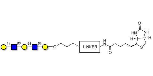Galacto-N-neopentaose linked to biotin with cleavable linker (Linker-CLBT A) - Di LAcNac Gal