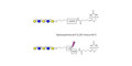 Galacto-N-neopentaose linked to biotin with cleavable linker (Linker-CLBT A) - Di LAcNac Gal