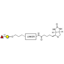 Blood group H antigen disaccharide linked to biotin with cleavable linker (Linker-CLBT A)