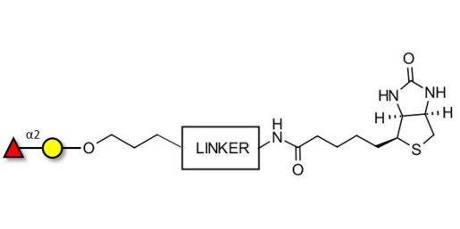 Blood group H antigen disaccharide linked to biotin with cleavable linker (Linker-CLBT A) - GLY030-AP