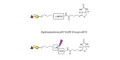 Blood group H antigen disaccharide linked to biotin with cleavable linker (Linker-CLBT A) - GLY030-AP