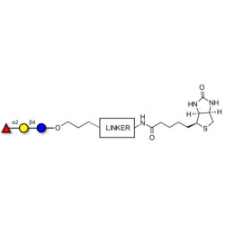 Blood group H antigen triose type 6 / 2’-Fucosyllactose (2'-FL) linked to biotin with cleavable linker (Linker-CLBT A)