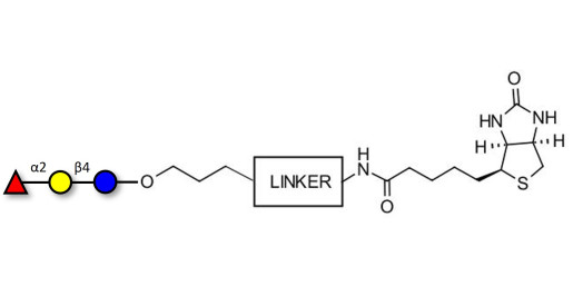 Blood group H antigen triose type 6 / 2’-Fucosyllactose (2'-FL) linked to biotin with cleavable linker (Linker-CLBT A)