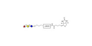 Blood group H antigen...