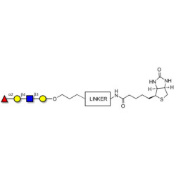 Blood group H antigen tetraose type 2 linked to biotin with cleavable linker (Linker-CLBT A)