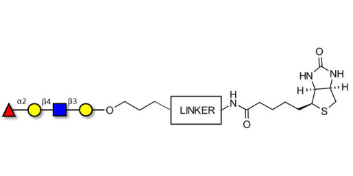 Blood group H antigen tetraose type 2 linked to biotin with cleavable linker (Linker-CLBT A)