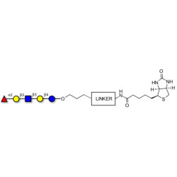 Lacto-N-fucopentaose I (LNFP I) / Blood group H antigen pentaose type 1 linked to biotin with cleavable linker (Linker-CLBT A)