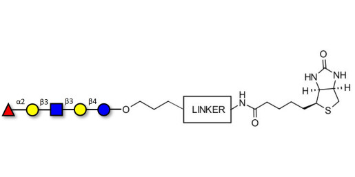 Lacto-N-fucopentaose I (LNFP I) / Blood group H antigen pentaose type 1 linked to biotin with cleavable linker (Linker-CLBT A)