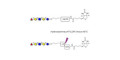 Lacto-N-fucopentaose I (LNFP I) / Blood group H antigen pentaose type 1 linked to biotin with cleavable linker (Linker-CLBT A)