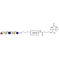Blood group H antigen pentaose type 2 / Lacto-N-neofucopentaose I (LnNFP I) linked to biotin with cleavable linker (Linker-CLBT A)