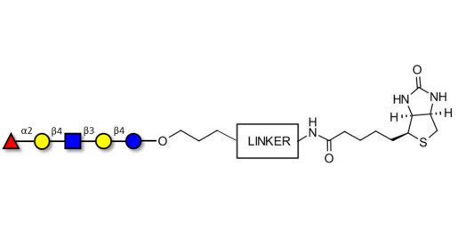 Blood group H antigen pentaose type 2 / Lacto-N-neofucopentaose I (LnNFP I) linked to biotin with cleavable linker (Linker-CLBT A)