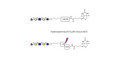 Blood group H antigen pentaose type 2 / Lacto-N-neofucopentaose I (LnNFP I) linked to biotin with cleavable linker (Linker-CLBT A)