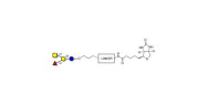 Blood group A antigen...