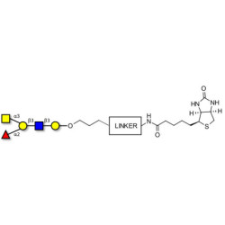 Blood group A antigen pentaose type 1 linked to biotin with cleavable linker (Linker-CLBT A)