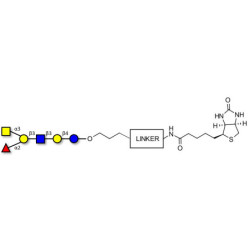 Blood group A antigen hexaose type 1 linked to biotin with cleavable linker (Linker-CLBT A)