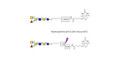 Blood group A antigen hexaose type 1 linked to biotin with cleavable linker (Linker-CLBT A)