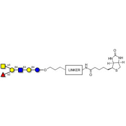 Blood group A antigen hexaose type 2 linked to biotin with cleavable linker (Linker-CLBT A)