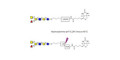 Blood group A antigen hexaose type 2 linked to biotin with cleavable linker (Linker-CLBT A)