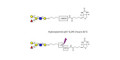 Blood group B antigen pentaose type 2 linked to biotin with cleavable linker (Linker-CLBT A)