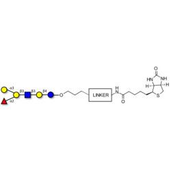 Blood group B antigen hexaose type 1 linked to biotin with cleavable linker (Linker-CLBT A)
