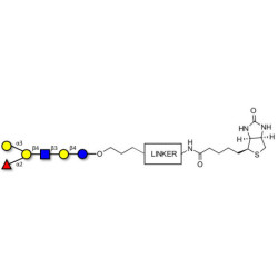 Blood group B antigen hexaose type 2 linked to biotin with cleavable linker (Linker-CLBT A)