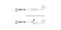 Blood group B antigen hexaose type 2 linked to biotin with cleavable linker (Linker-CLBT A)