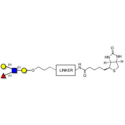 Lewis x (Lex) tetraose linked to biotin with cleavable linker (Linker-CLBT A)